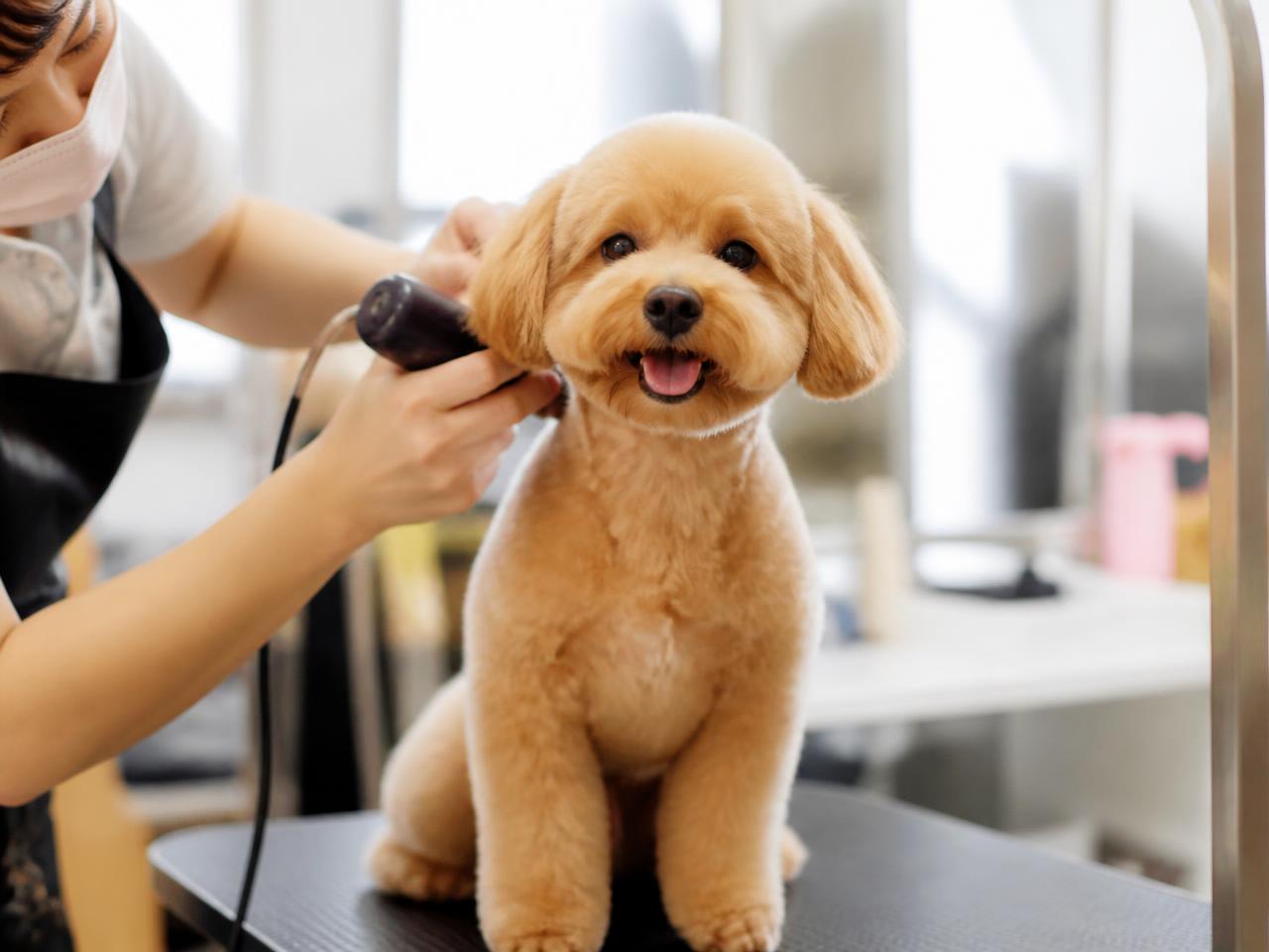 Profissional fazendo a tosa de um cachorro em salão de banho e tosa